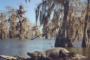 New Orleans: Tour guidato della palude in pontone con osservazione della fauna selvatica