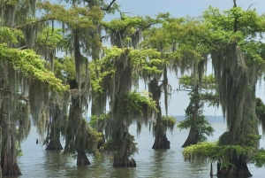 New Orleans: Geführte Pontoon Swamp Tour mit Wildlife Viewing