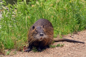 La Nouvelle-Orléans : Visite guidée des marais en ponton avec observation de la faune et de la flore