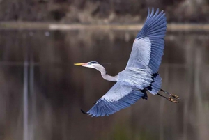 La Nouvelle-Orléans : Visite guidée des marais en ponton avec observation de la faune et de la flore