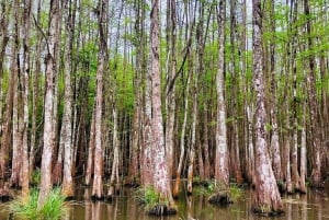 La Nouvelle-Orléans : Tour en bateau des marais et des bayous de Honey Island