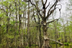 Nueva Orleans: Tour en barco por el pantano y el bayou de Honey Island