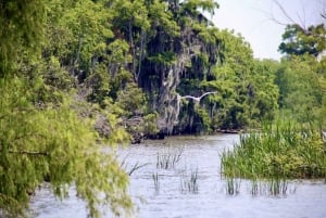 New Orleans: moerastocht op overdekte pontonboot