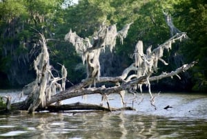 New Orleans: Swamp Tour on Covered Pontoon Boat