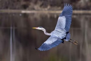 Nouvelle-Orléans : Excursion en bateau à air comprimé dans les marais