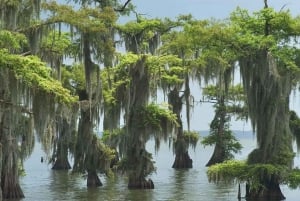 New Orleans: Ultieme kleine luchtboottocht door het moeras