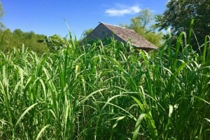 Depuis la Nouvelle-Orléans : Visite guidée de la plantation de Whitney et Laura