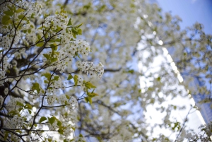 Visita ao Memorial do 11 de setembro e ao Ground Zero com entrada opcional no museu