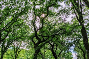 2-stündiger Rundgang durch den Central Park, geführt von Bewohnern Manhattans!