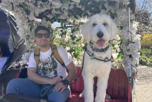 Central Park: Guided 1.5-hour Movie & Celebrity Pedicab Tour