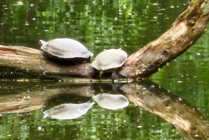 Central Park, NY: Nature, Architecture and Movie Scenes Tour