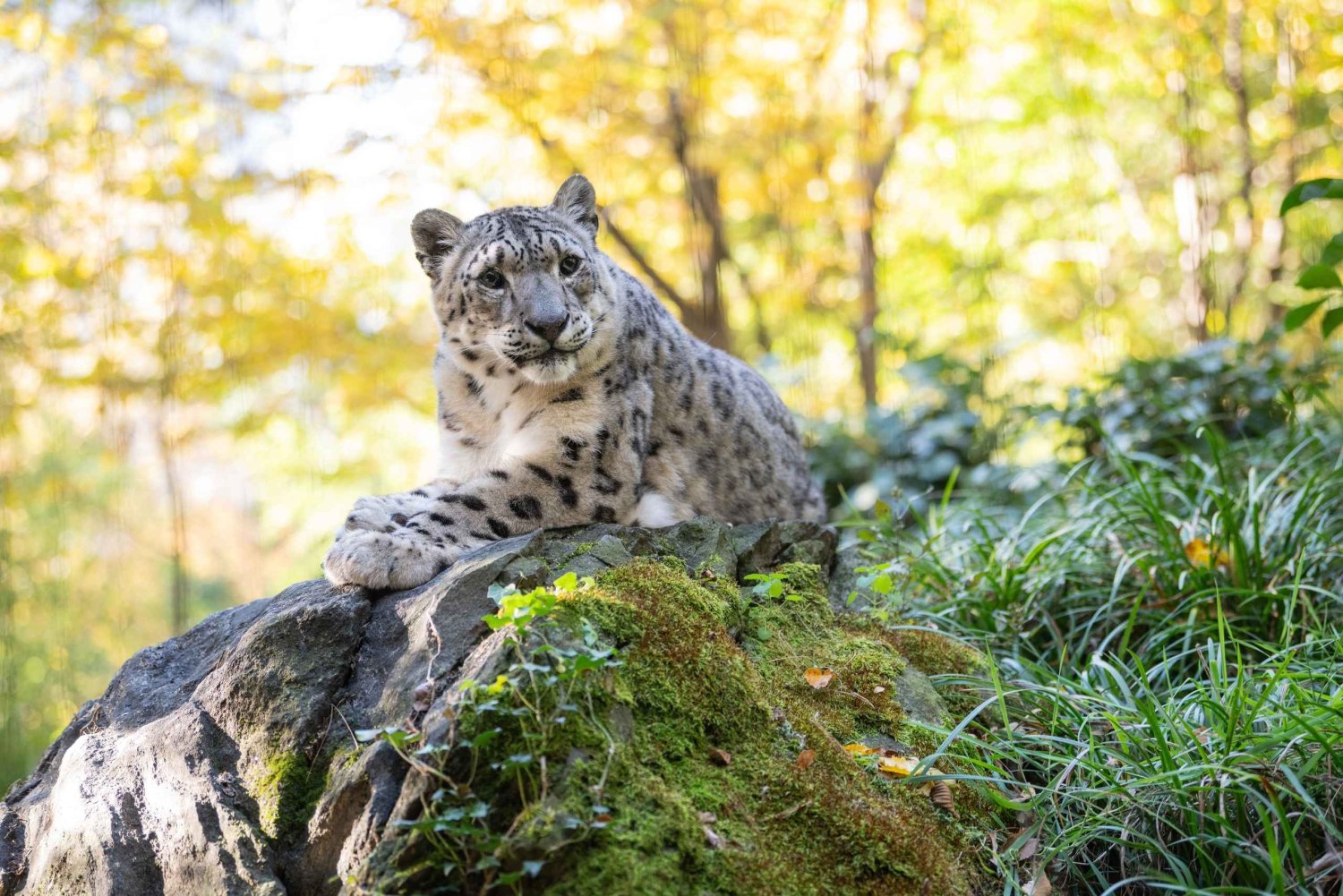 Inngangsbillett til Central Park Zoo