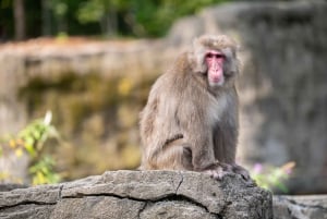 Ticket für den Central Park Zoo