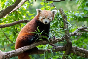 Ticket für den Central Park Zoo