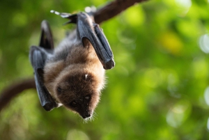 Ticket für den Central Park Zoo