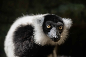 Ticket für den Central Park Zoo