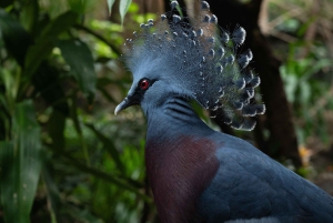 Ticket für den Central Park Zoo