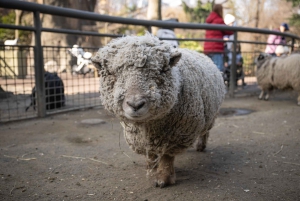 Ticket für den Central Park Zoo
