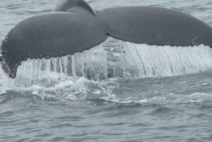 New York : croisière au coucher du soleil, musique et ambiance