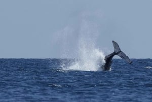 New York : croisière au coucher du soleil, musique et ambiance