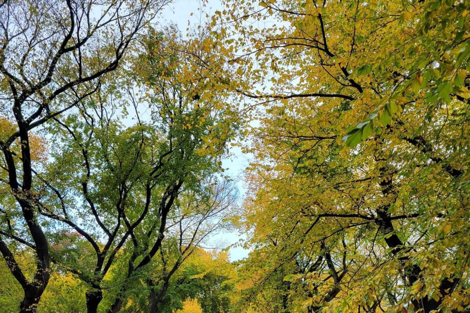 Guidet rundtur i Central Park med sykkeltaxi på økonomikurs