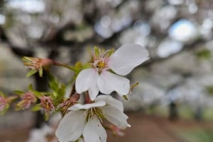 Visita guiada en bicitaxi por Central Park