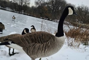 Visita guiada en bicitaxi por Central Park