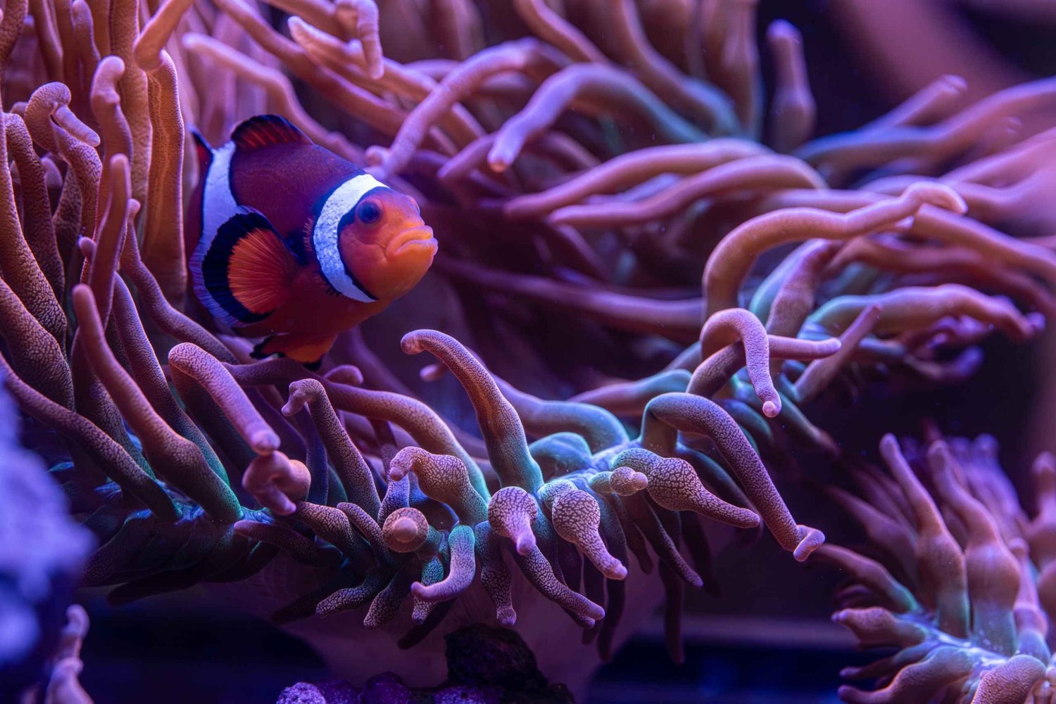 Inngangsbillett til New York Aquarium