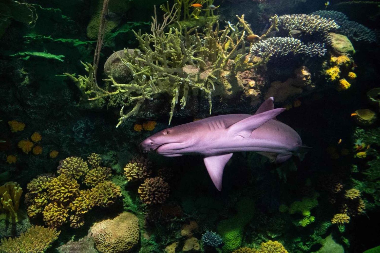 New York Aquariumin pääsylipun