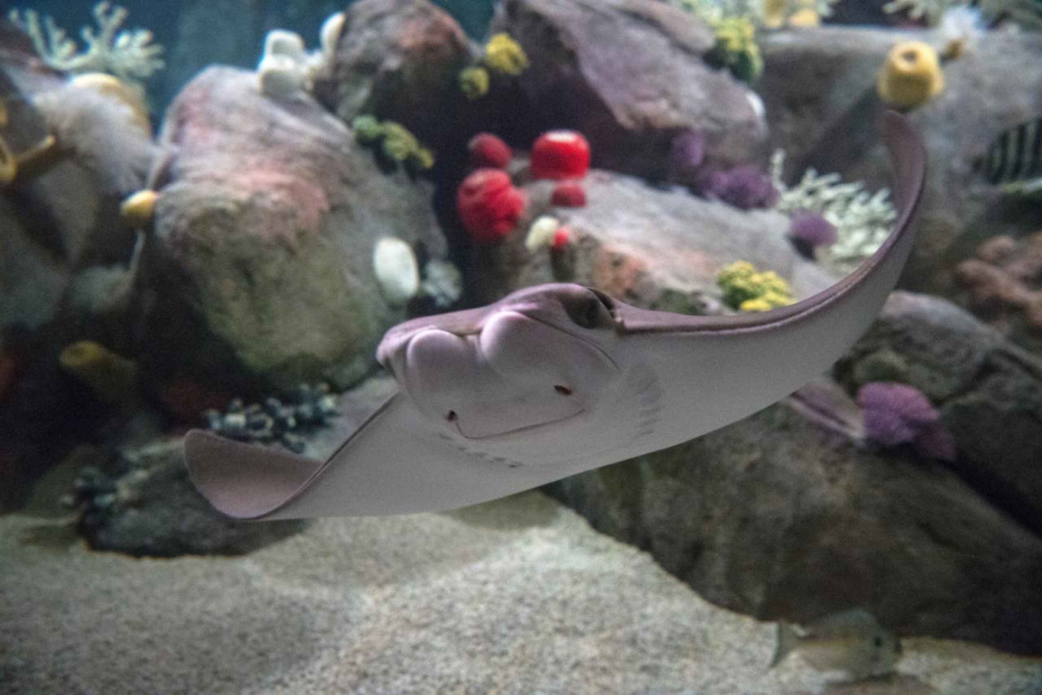 New York Aquariumin pääsylipun