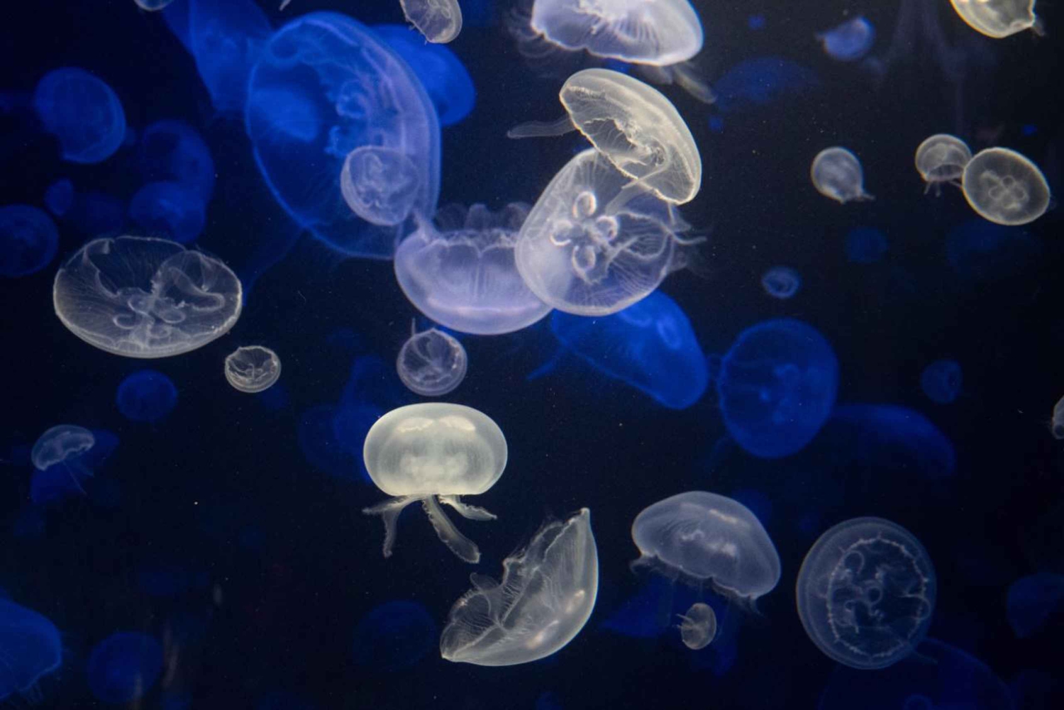 New York Aquariumin pääsylipun