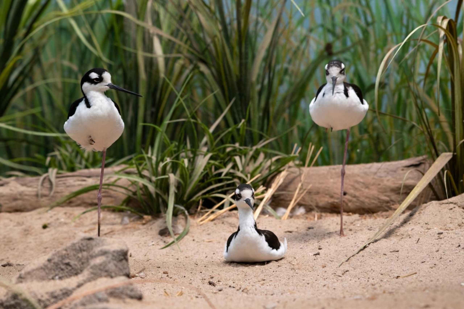 New York Aquariumin pääsylipun