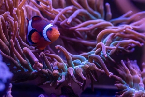 New York Aquariumin pääsylipun