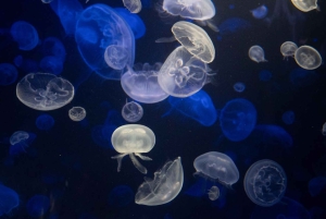 New York Aquariumin pääsylipun