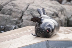 New York Aquariumin pääsylipun