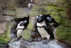 New York Aquariumin pääsylipun