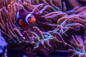 New York Aquariumin pääsylipun