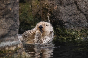 New York Aquariumin pääsylipun