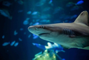 New York Aquariumin pääsylipun