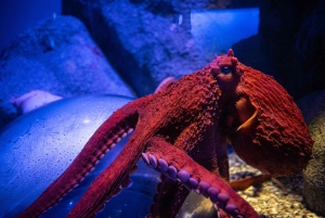 New York Aquariumin pääsylipun