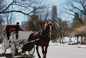 New York - Central Park Central Park - Guidad promenad