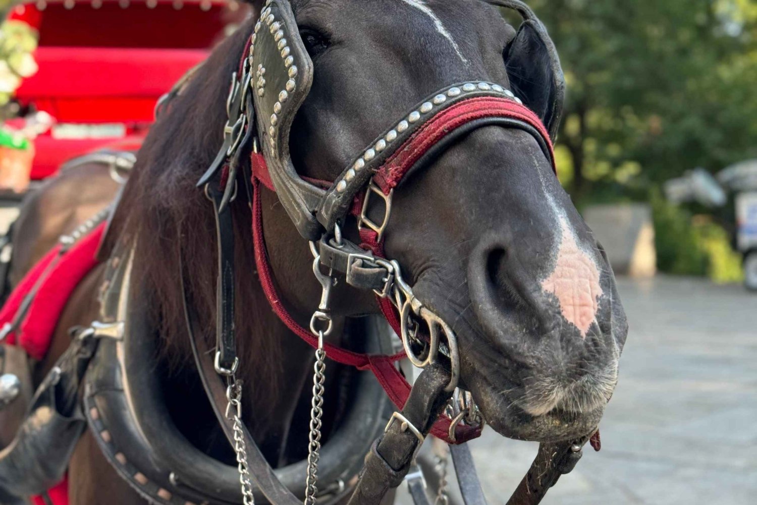NYC: Privat hestevognstur i Central Park