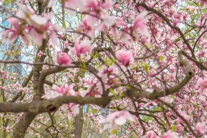 New York City: Fotografering med flygende kjole