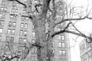 New York City: Spøgelsesvandring og paranormal rundvisning