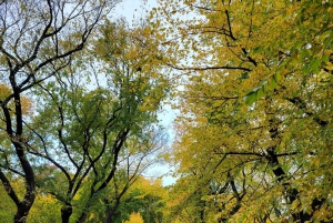 New York City: Gossip Girl -yksityiskierros Manhattanilla