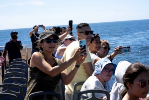 NYC: Liberty Cruise no porto de Nova York com guia ao vivo