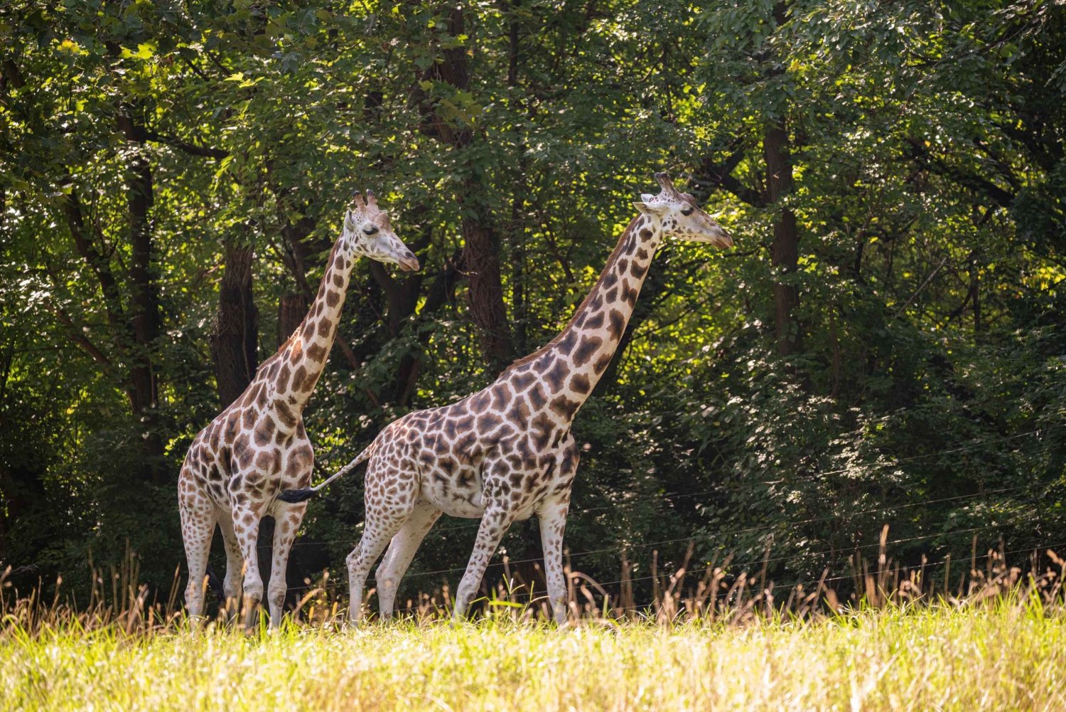 NYC: Inngangsbillett til Bronx Zoo