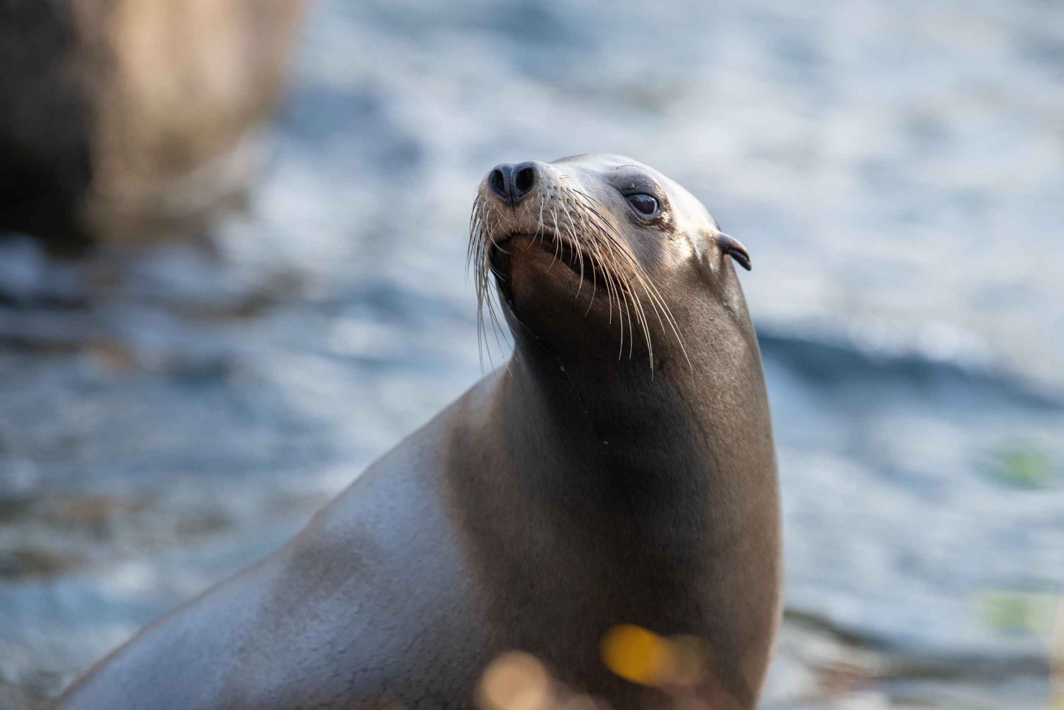 NYC: Bronx Zoo -pääsylipun