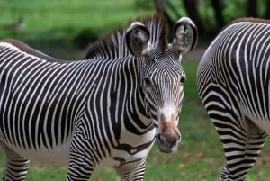 NYC: Bronx Zoo Entry Ticket