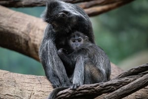 NYC: Bronx Zoo Entry Ticket